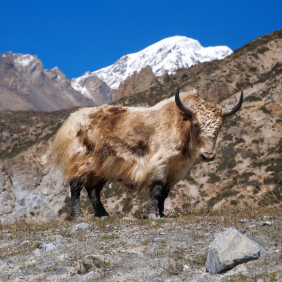 Tiere im Himalaya Tiere im Himalaya