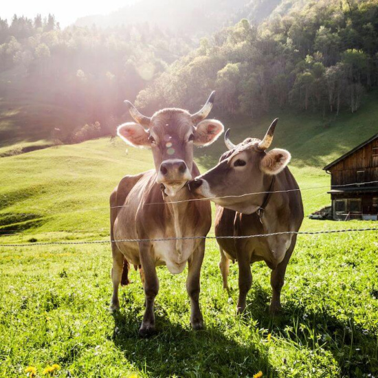 Almauftrieb in den Alpen Almauftrieb in den Alpen