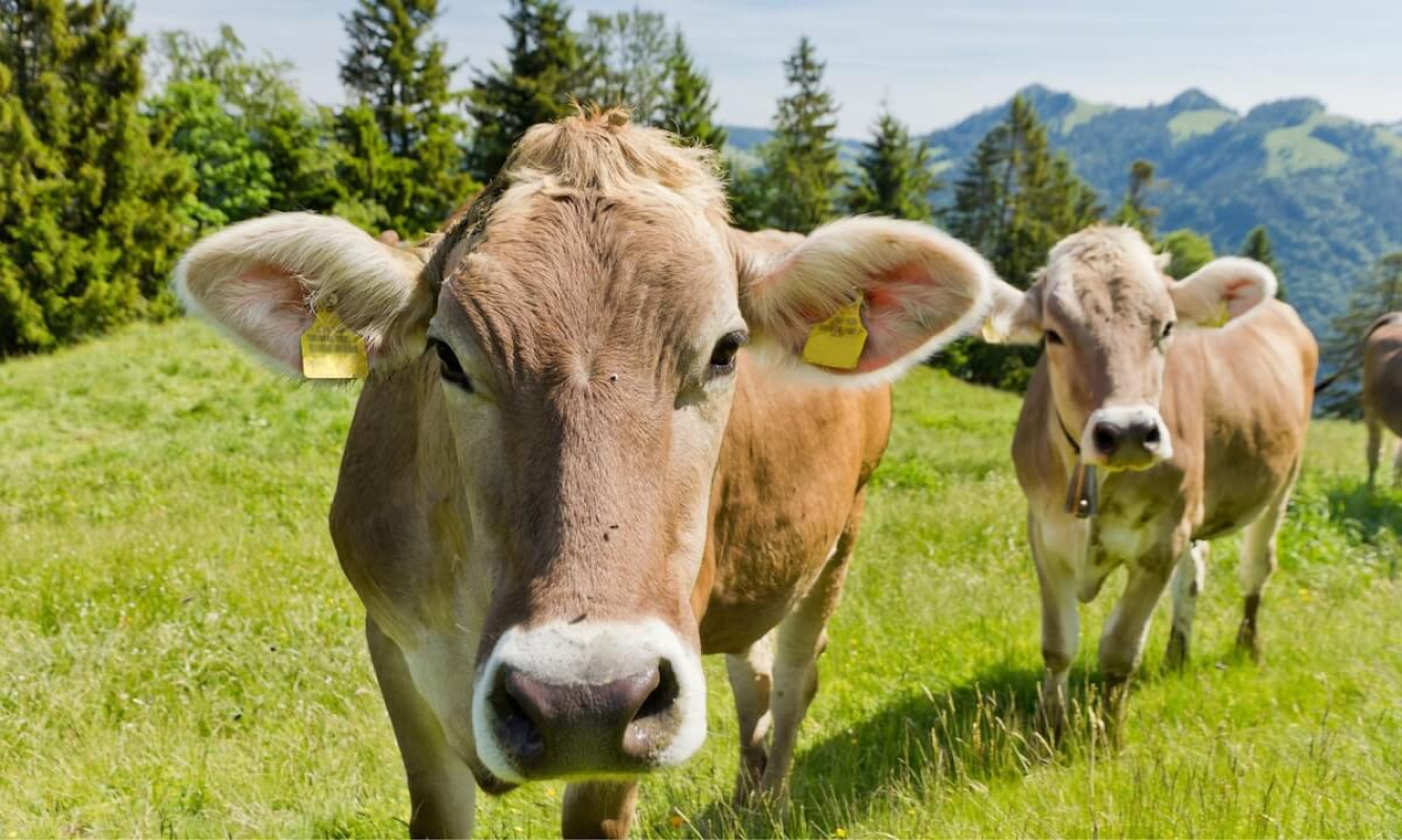 Interview über Kuhglocken und deren Auswirkungen auf das Tierwohl Interview über Kuhglocken und deren Auswirkungen auf das Tierwohl