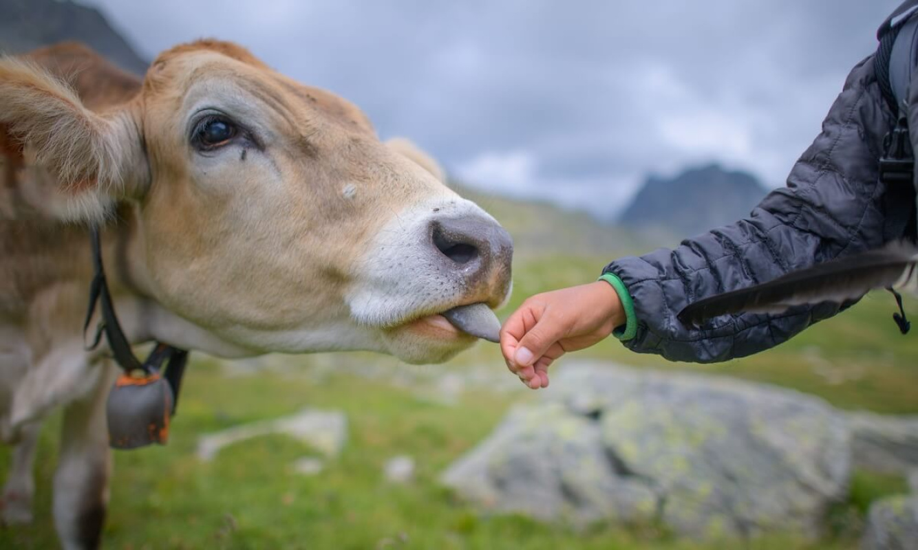 Kuh in den Alpen Kuh in den Alpen
