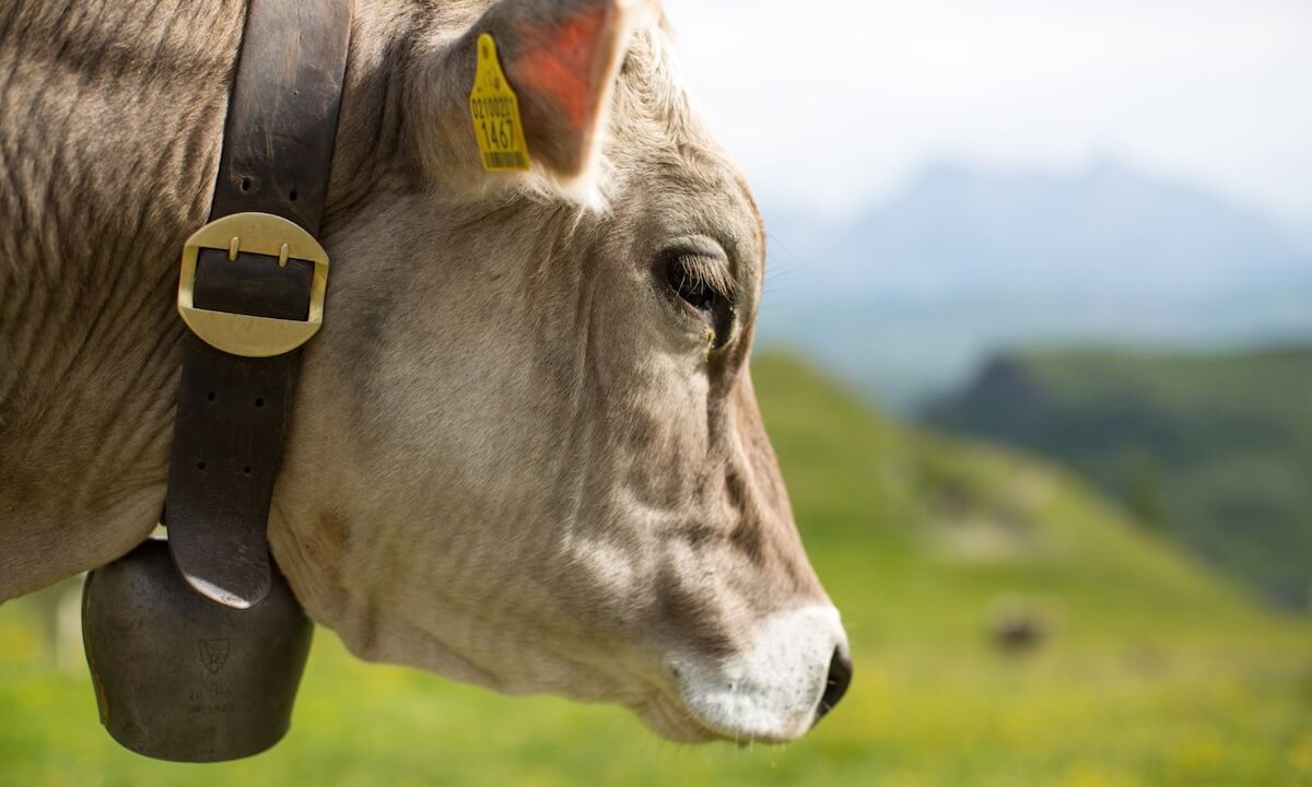 Kuh mit Kuhglocke Kuh mit Kuhglocke