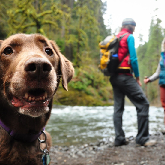 Wandern mit Hund