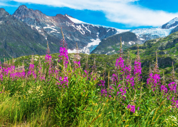Blumen der Almen Blumen der Almen