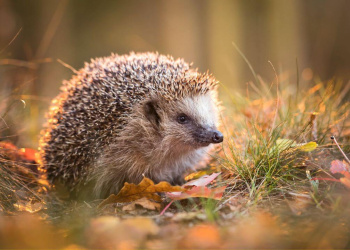 Schneebedeckte Träume: Diese Alpentiere halten Winterschlaf Schneebedeckte Träume: Diese Alpentiere halten Winterschlaf