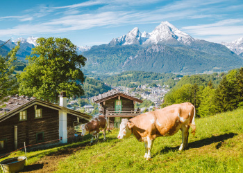 Kuhangriff Kuhangriff