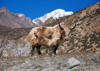 Tiere im Himalaya Tiere im Himalaya
