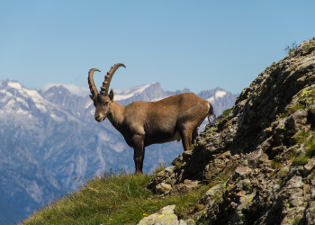 Tiere in den Alpen Tiere in den Alpen