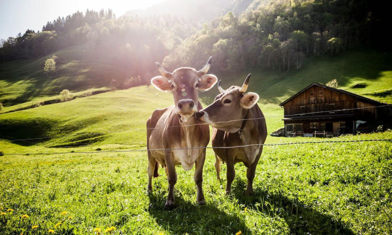 Vorbereitungen für den Almauftrieb Vorbereitungen für den Almauftrieb
