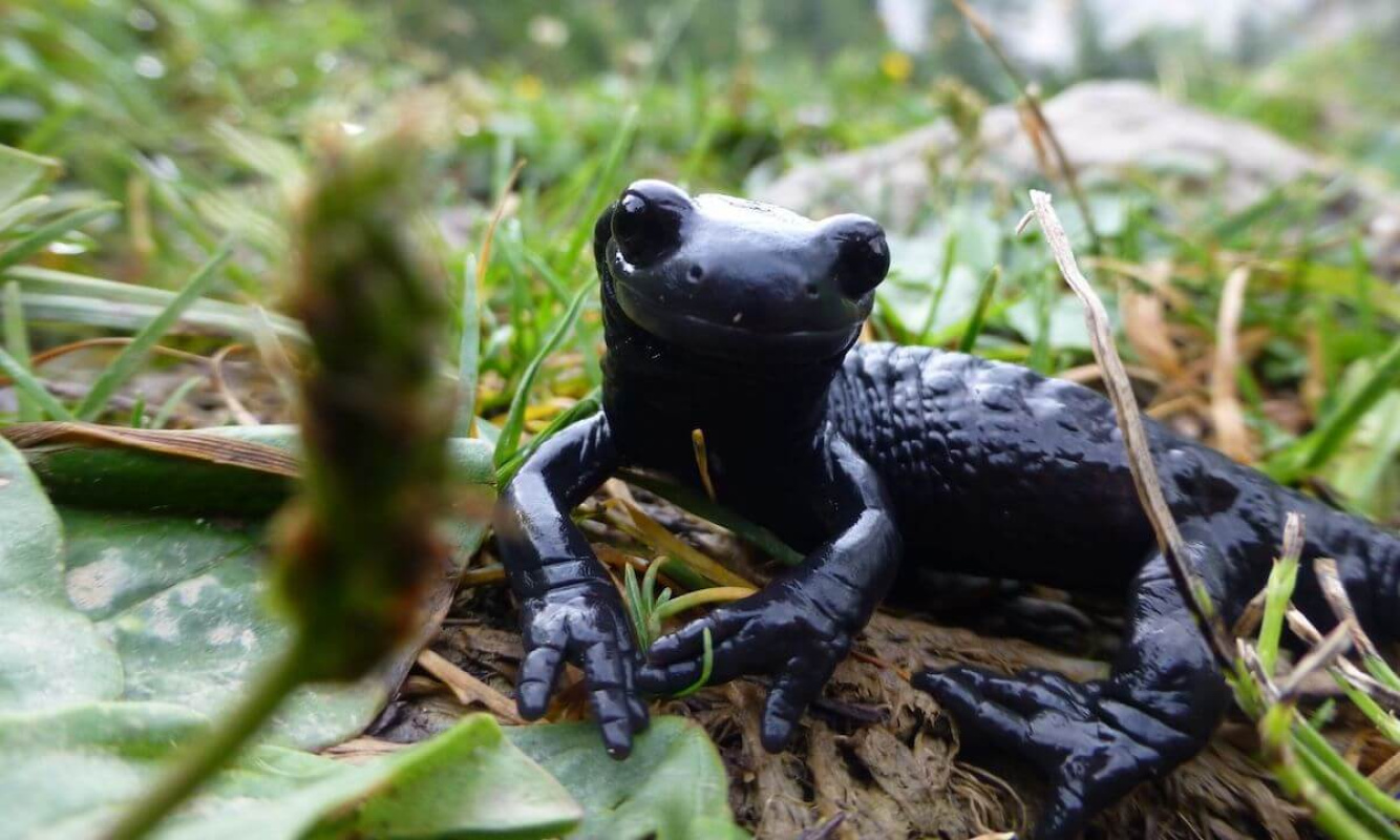 Alpensalamander Alpensalamander