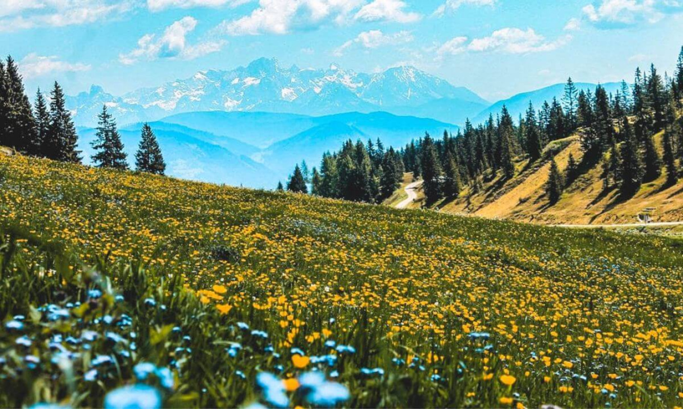 Bergblumen im Frühling Bergblumen im Frühling