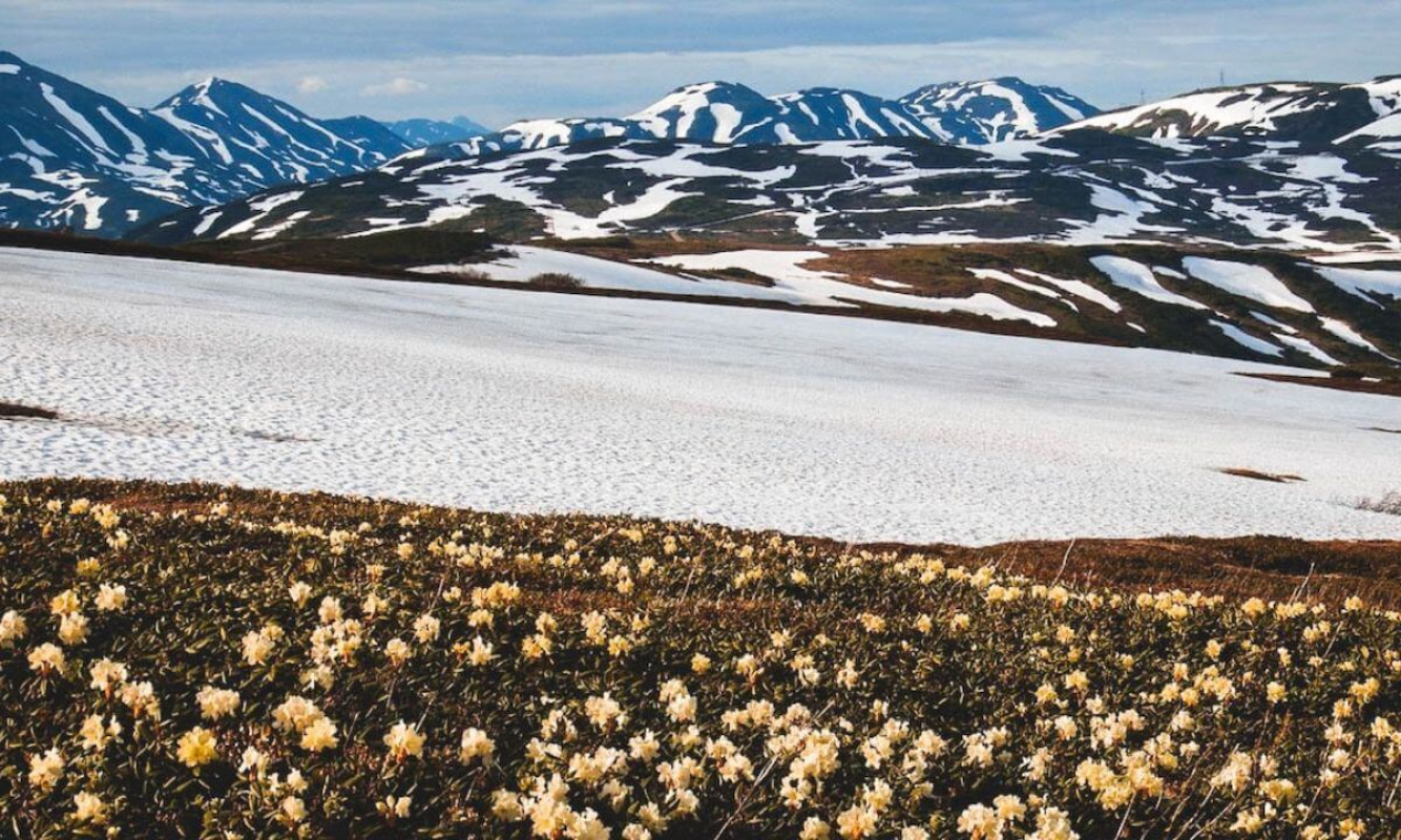Blumen in den Bergen Blumen in den Bergen