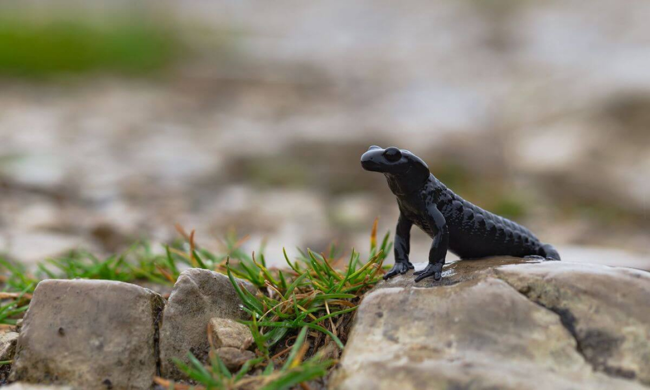 Der Alpensalamander Der Alpensalamander