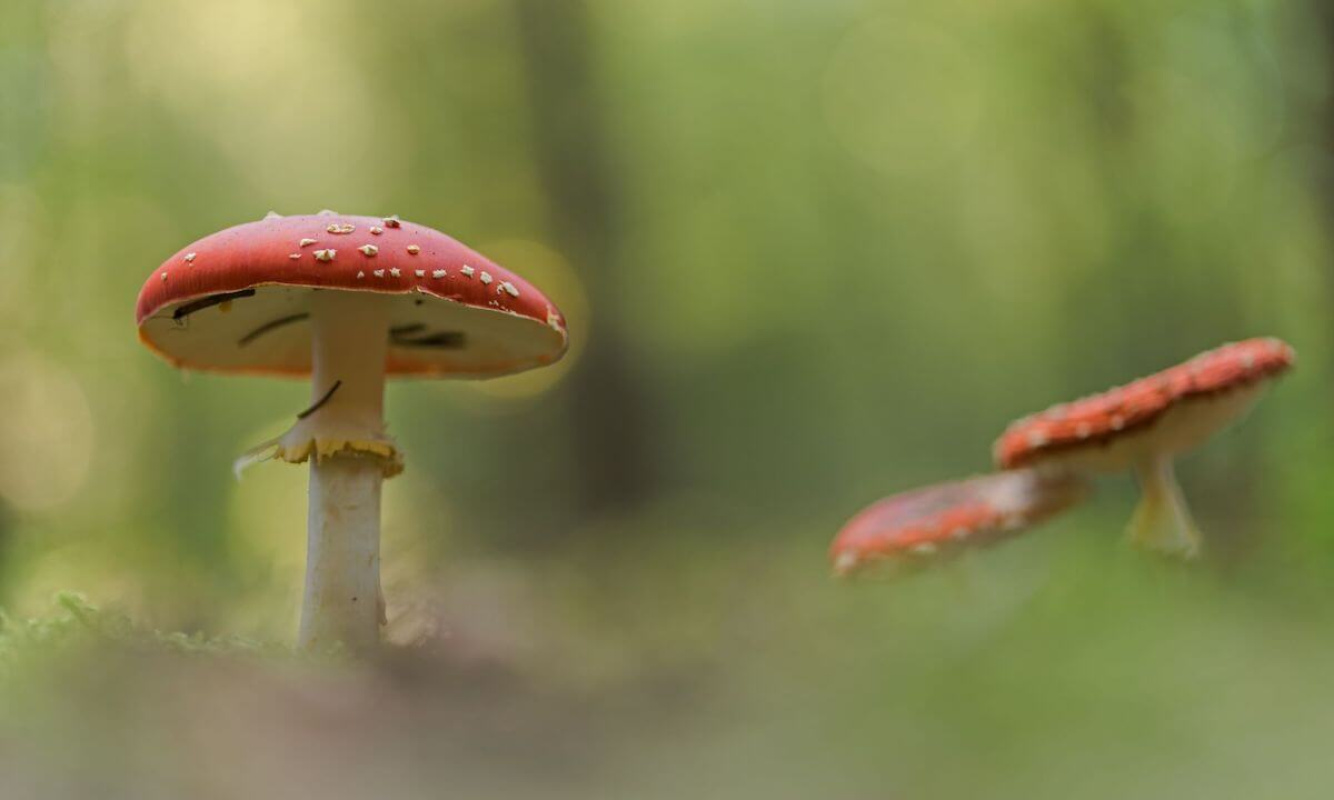 Der Fliegenpilz Der Fliegenpilz