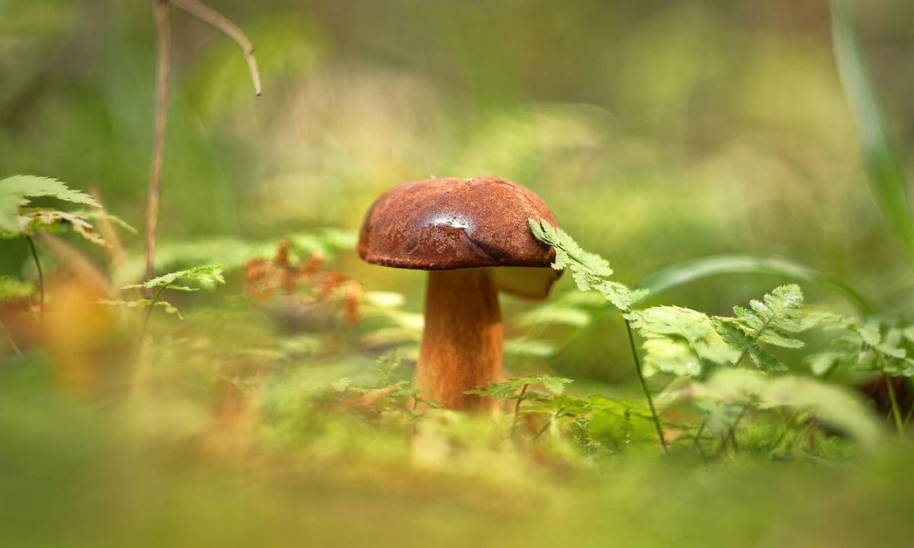 Der Imleria Badia Der Imleria Badia