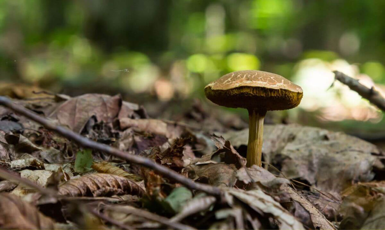 Der Rotfußröhrling im Wald Der Rotfußröhrling im Wald