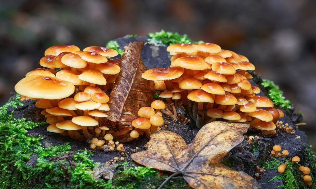 Der Samtfußrübling Der Samtfußrübling