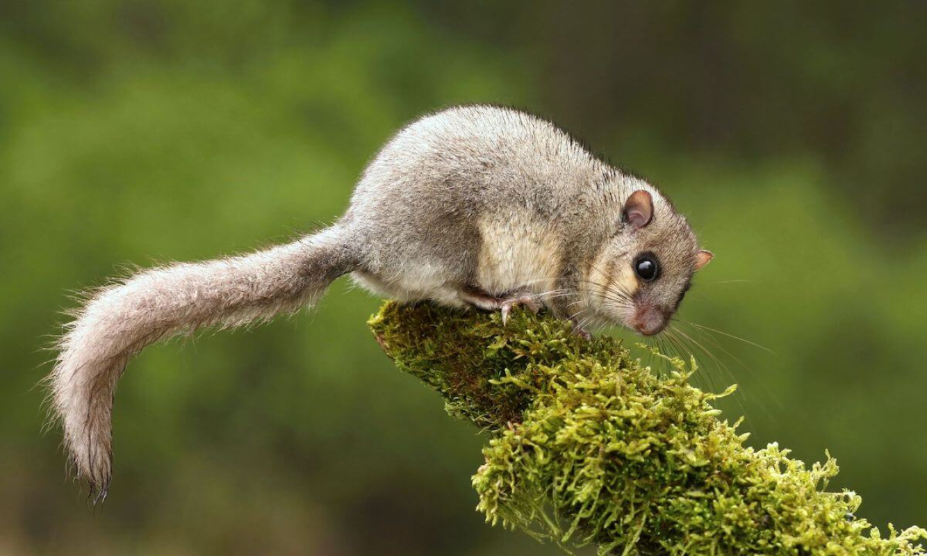 Der Siebenschläfer Der Siebenschläfer