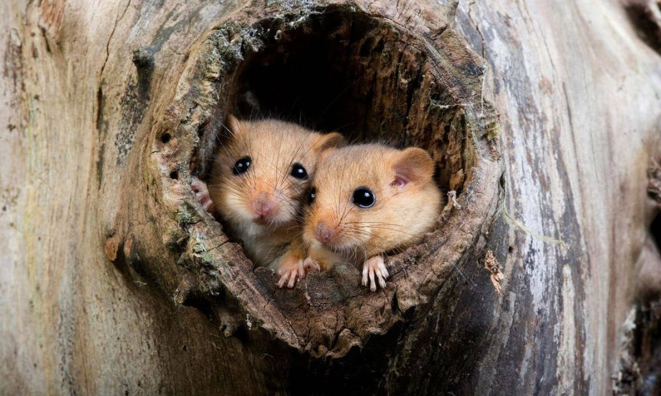 Die Haselmaus Die Haselmaus