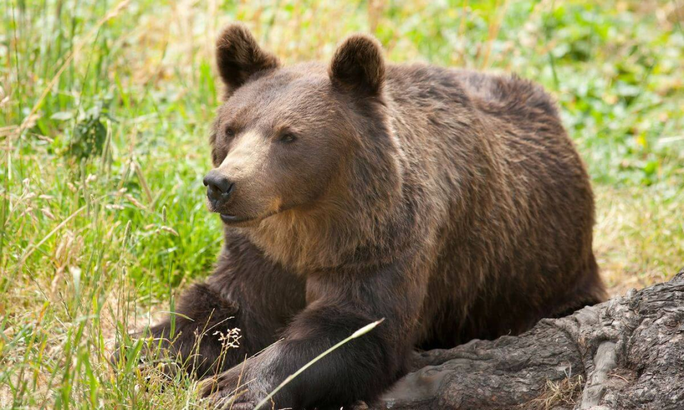 Ein Eurasischer Braunbär in den Französischen Pyrenäen Ein Eurasischer Braunbär in den Französischen Pyrenäen