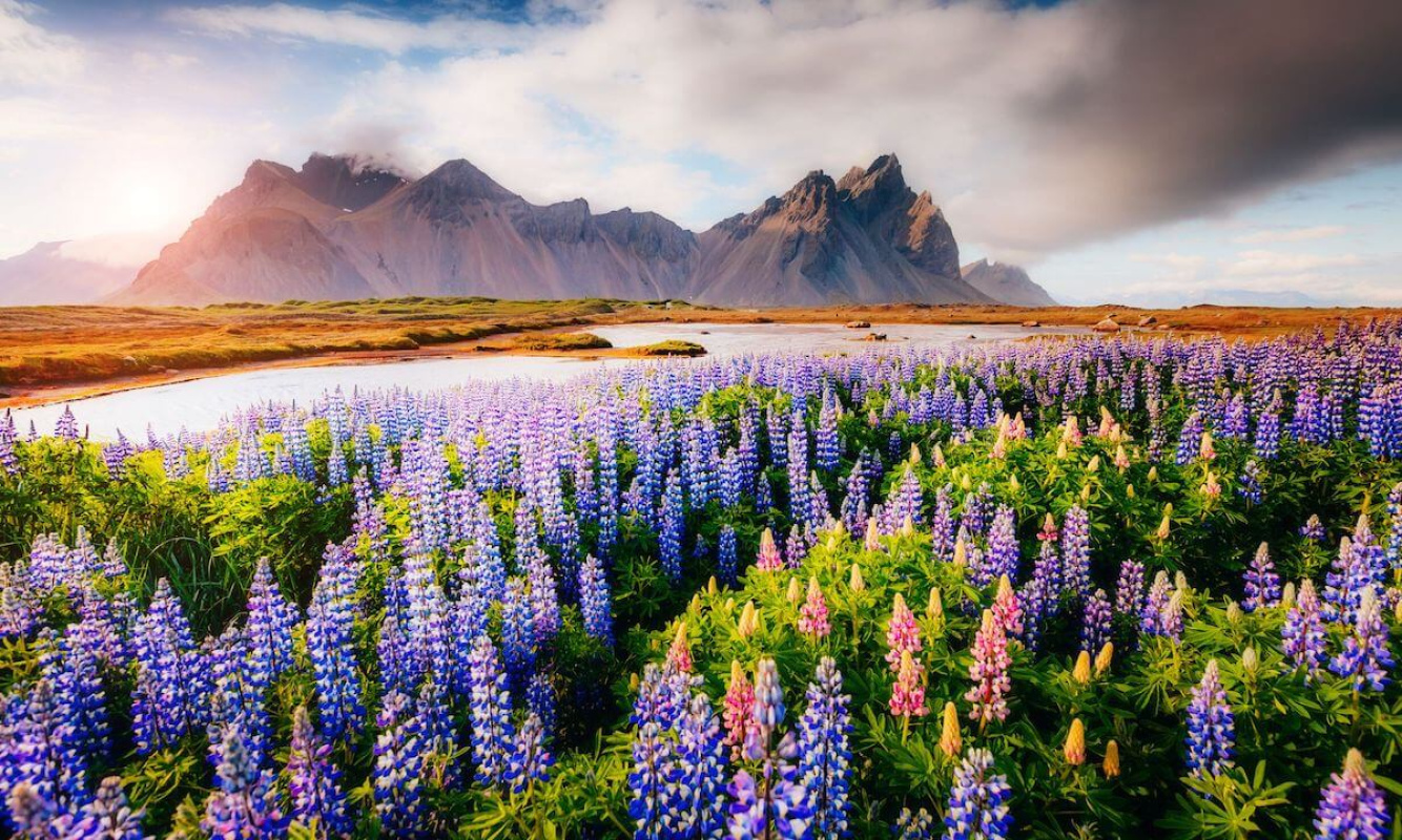 Flora und Fauna in den isländischen Bergen Flora und Fauna in den isländischen Bergen