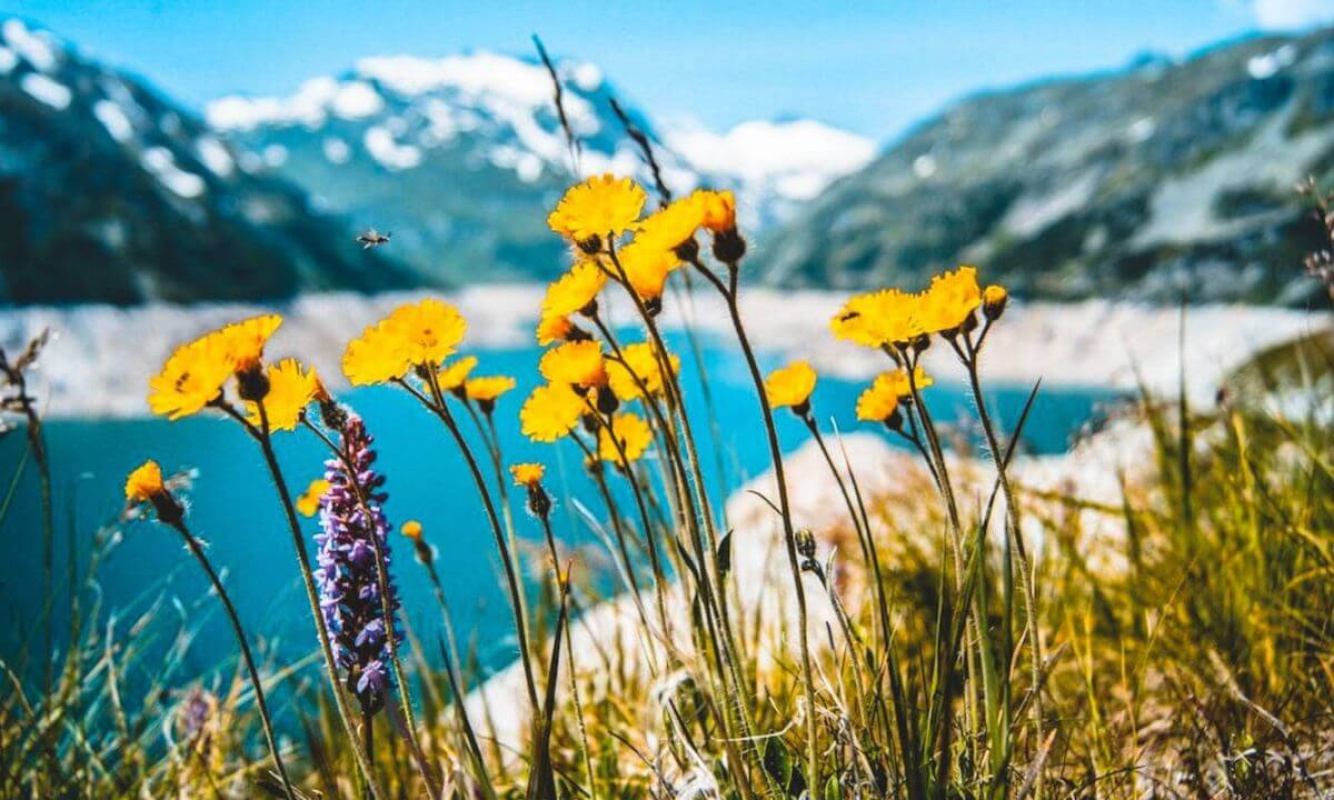 Frühling in den Bergen Frühling in den Bergen