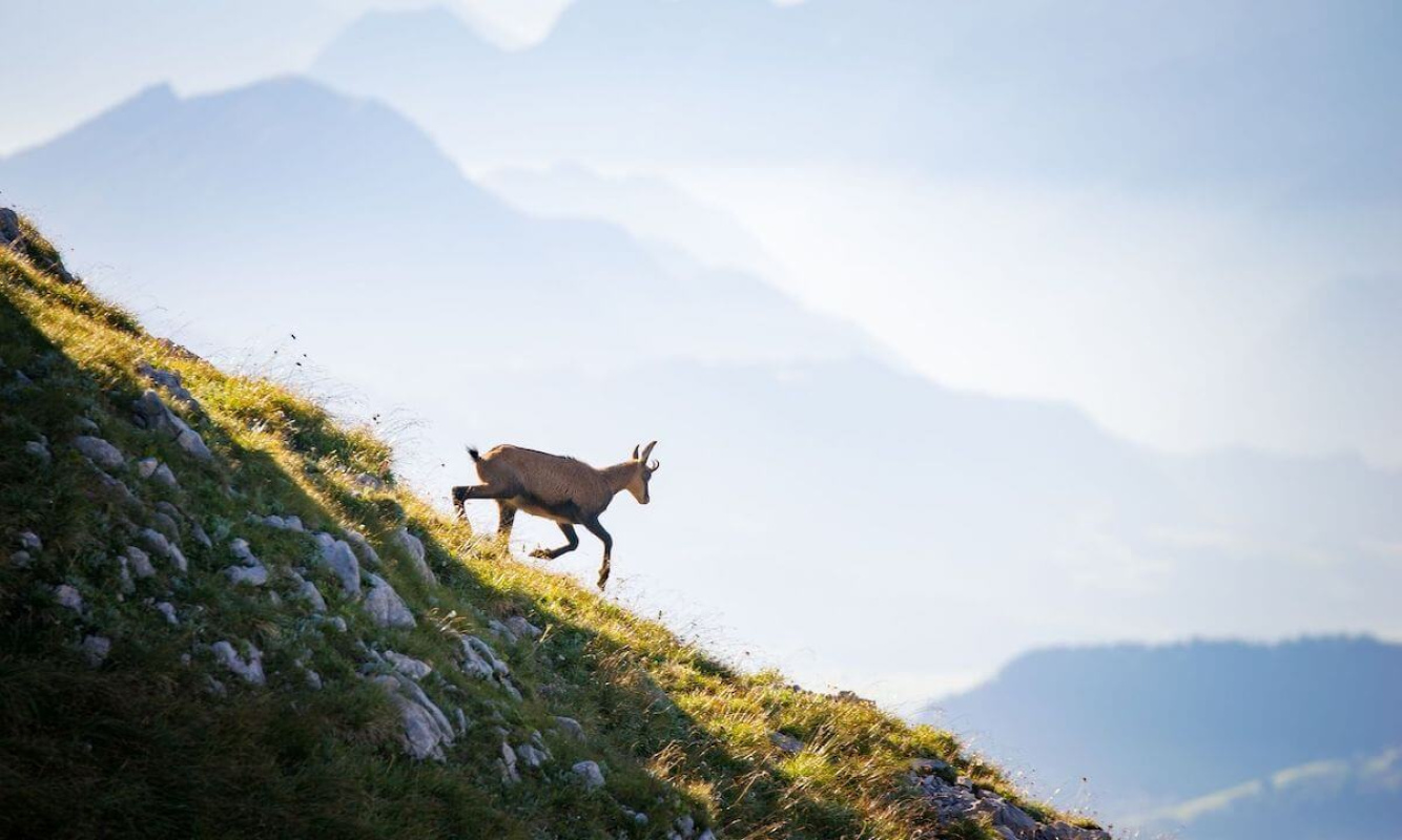 Gams in den Alpen Gams in den Alpen