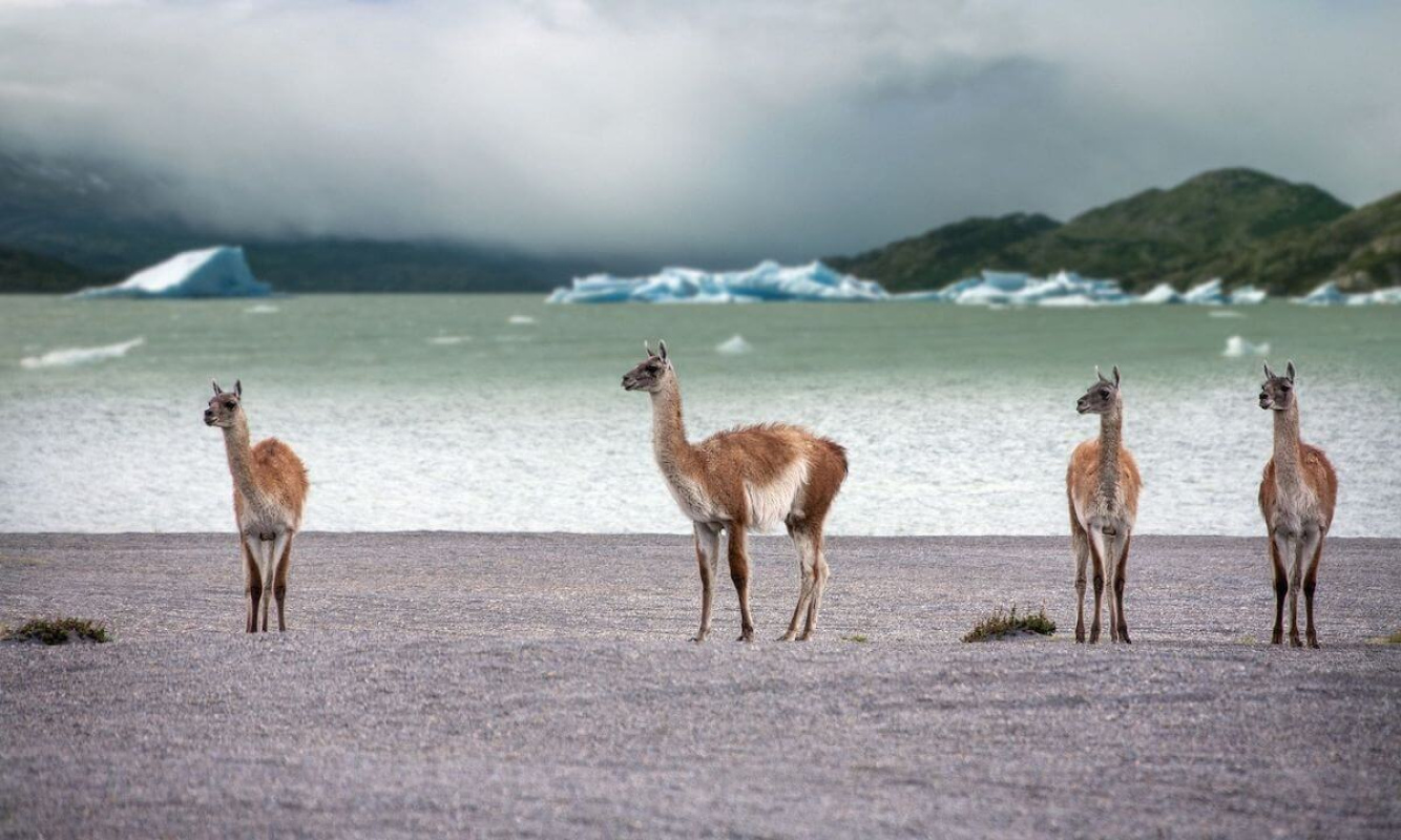 Die bekannten Guanakos in Chile Die bekannten Guanakos in Chile