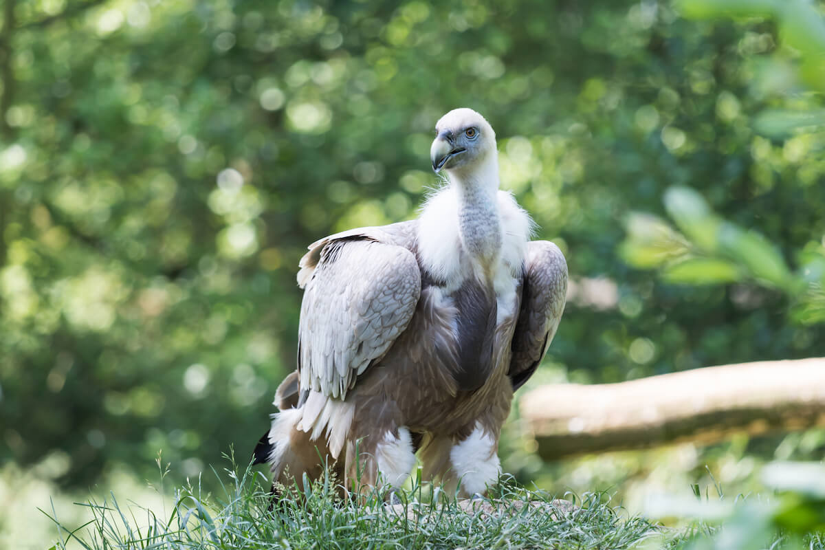Himalayageier Himalayageier