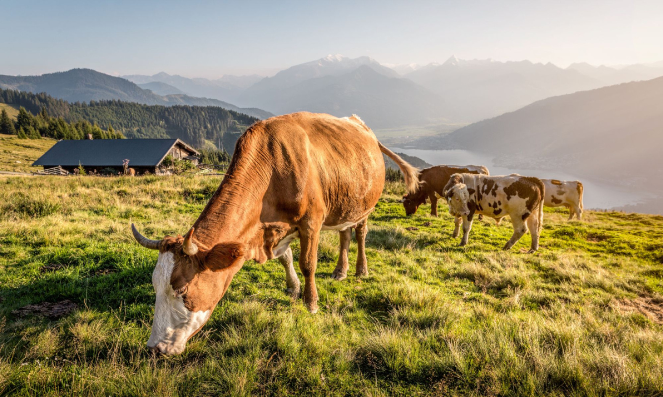 Hüttenjobs Hüttenjobs