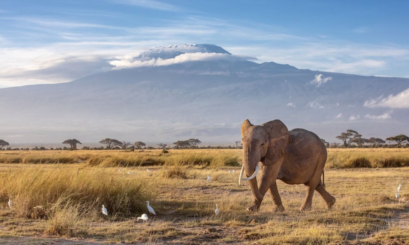 Kilimandscharo Kilimandscharo