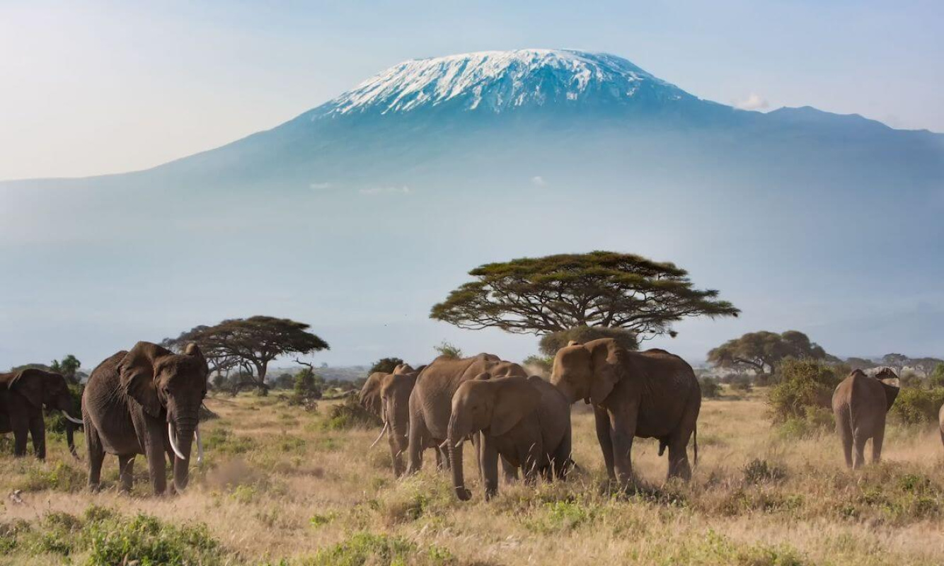 Kilimanjaro - Einer der Seven Summits Kilimanjaro - Einer der Seven Summits