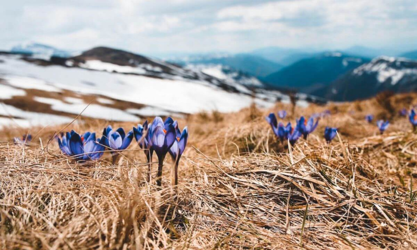 Krokusse in den Bergen Krokusse in den Bergen