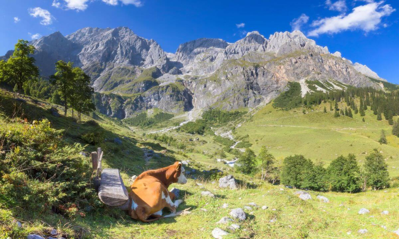 Angekommen auf der Bergweide, wo die Kühe den Sommer verbringen werden Angekommen auf der Bergweide, wo die Kühe den Sommer verbringen werden
