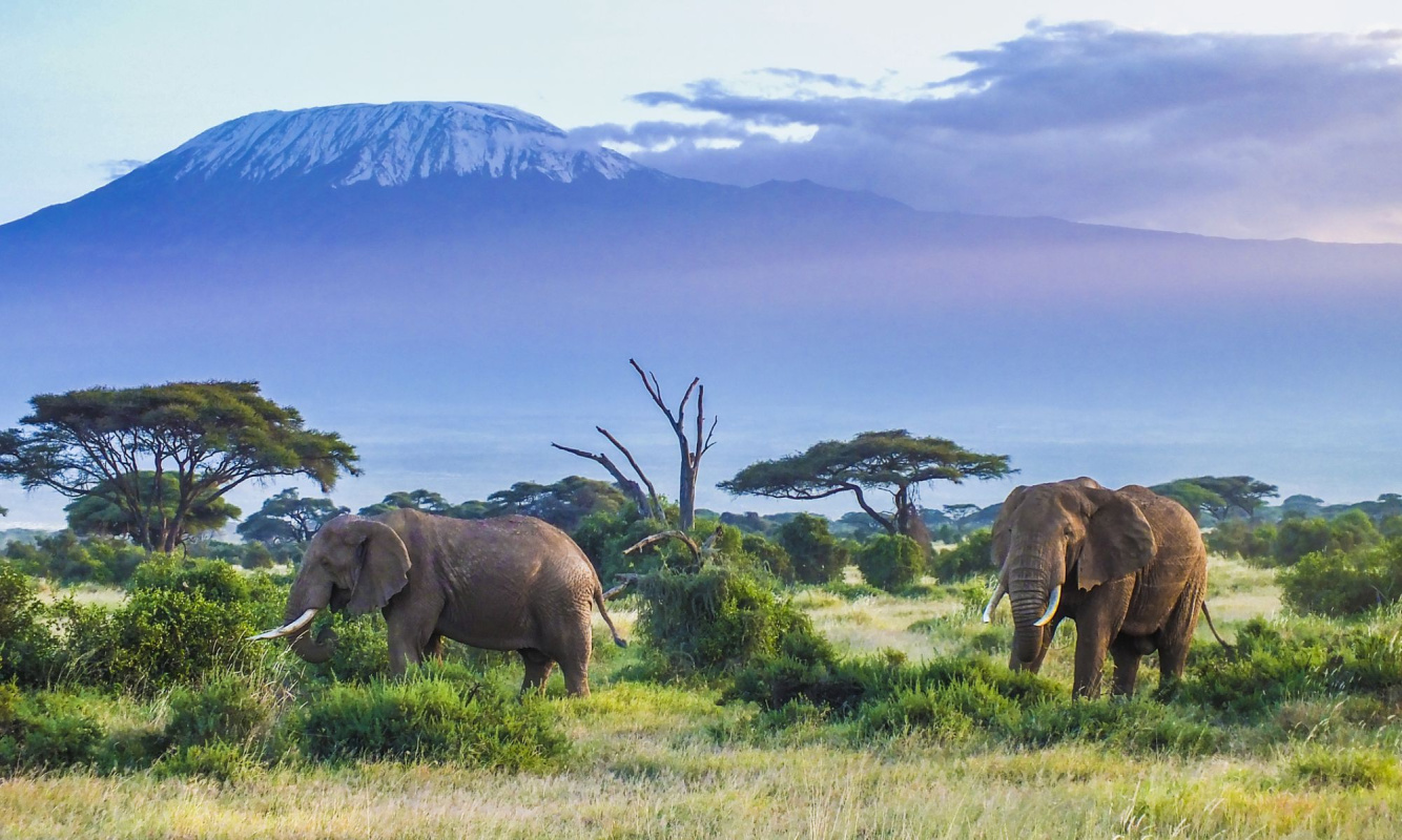 Kilimandscharo Kilimandscharo