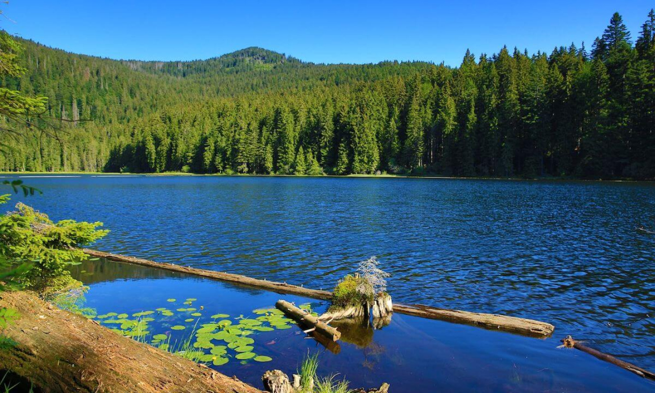 Der Bayerische Wald Der Bayerische Wald