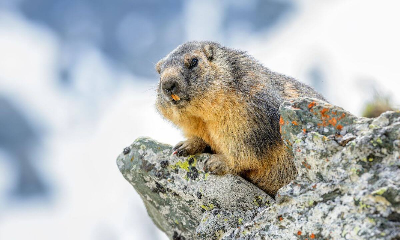Murmeltier in den Alpen Murmeltier in den Alpen