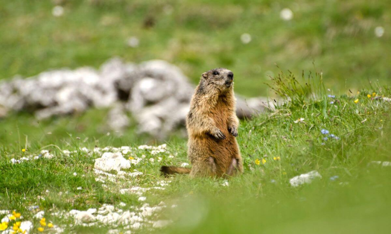Das Murmeltier Das Murmeltier