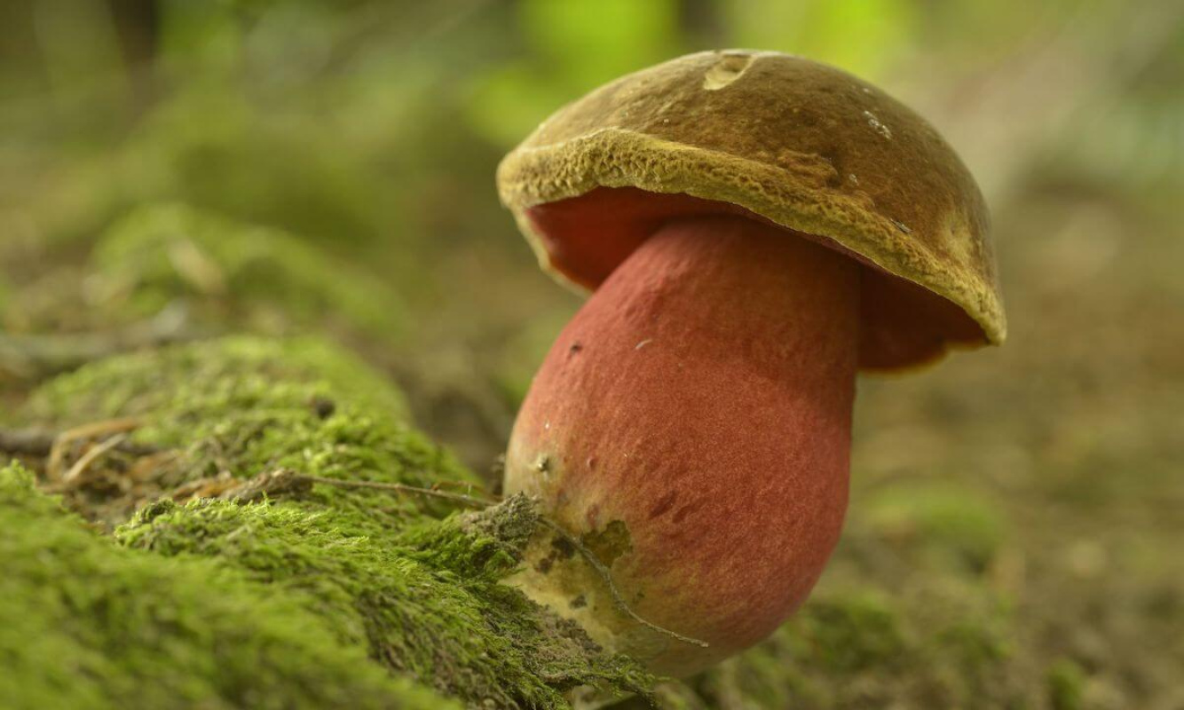 Nahaufnahme vom Hexenröhrling Nahaufnahme vom Hexenröhrling