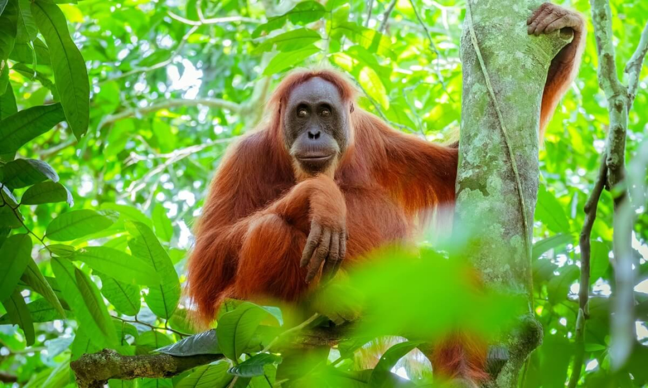 Orangutan auf Borneo Orangutan auf Borneo