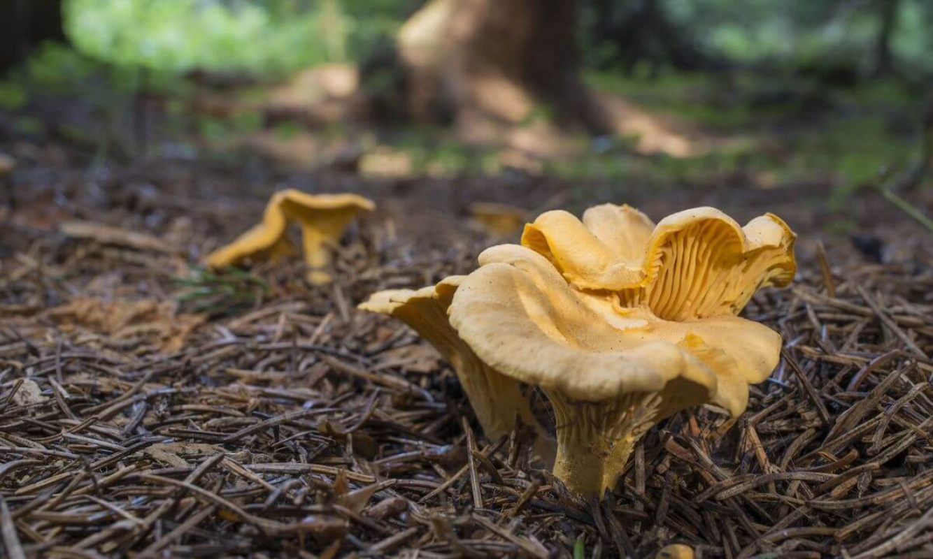 Pfifferlinge im Wald Pfifferlinge im Wald