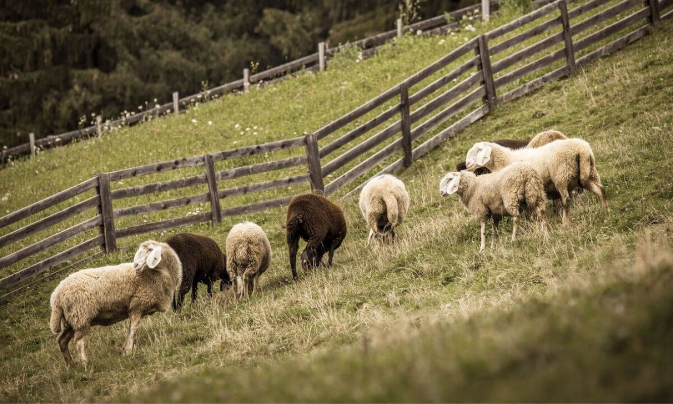 Eine Schafsherde im malerischen Villnösstal Eine Schafsherde im malerischen Villnösstal