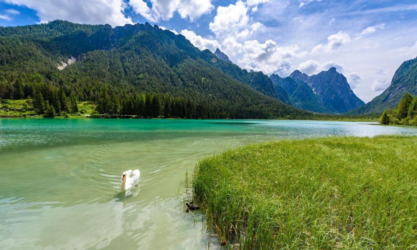 Der zauberhafte Toblacher See mit einem Schwan Der zauberhafte Toblacher See mit einem Schwan