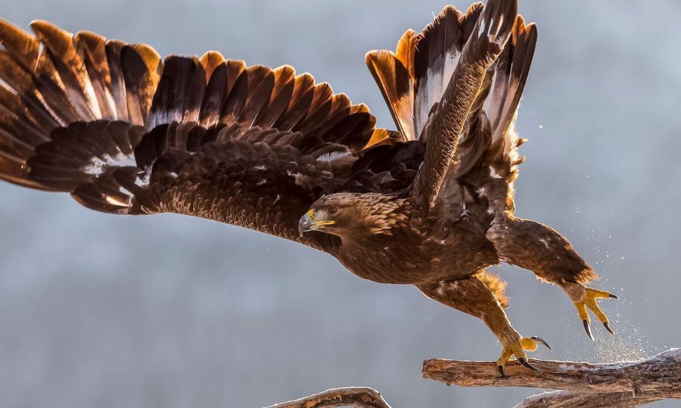 Steinadler Steinadler