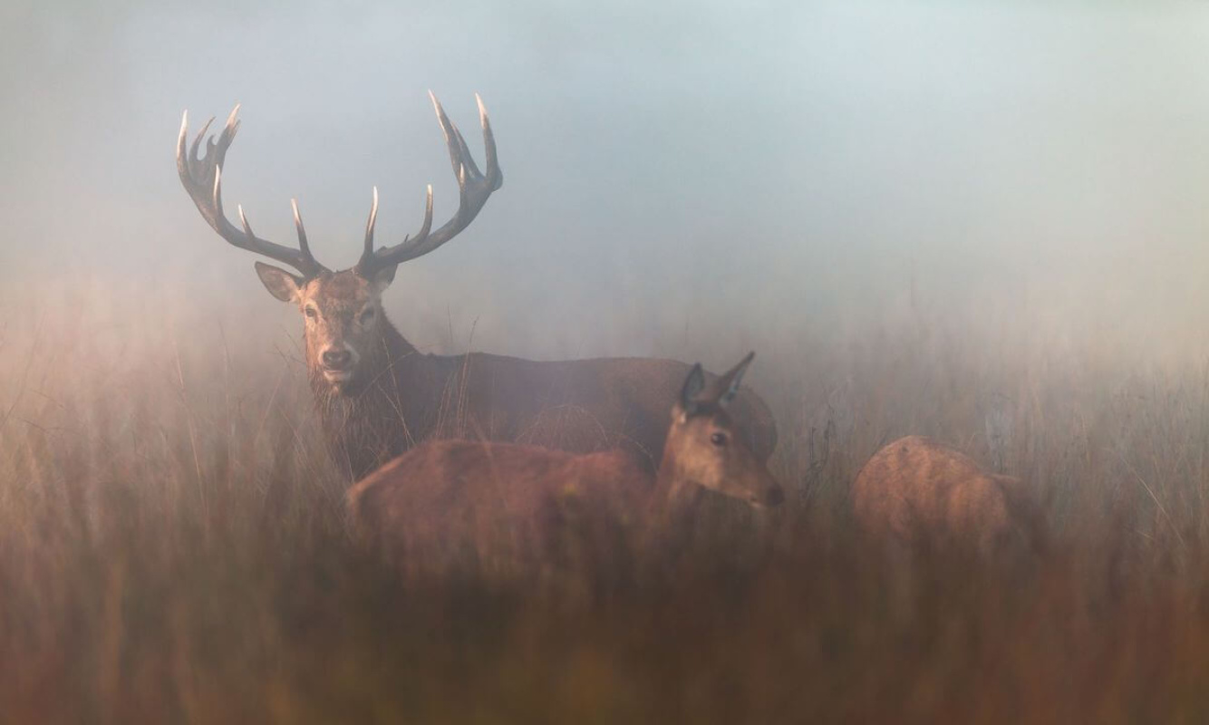 Rothisch im Herbst Rothisch im Herbst