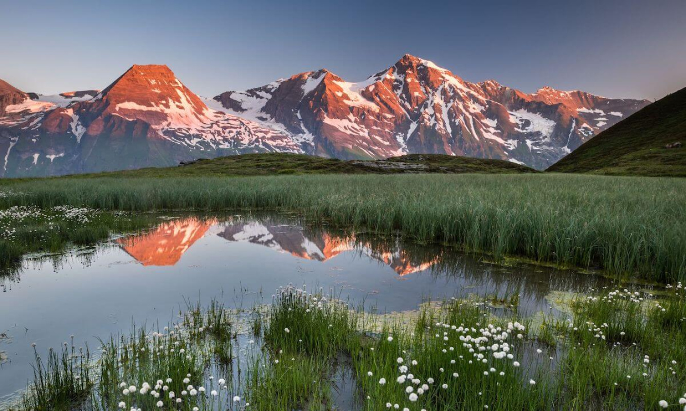 Tiere und Pflanzen im Nationalpark Hohe Tauern Tiere und Pflanzen im Nationalpark Hohe Tauern