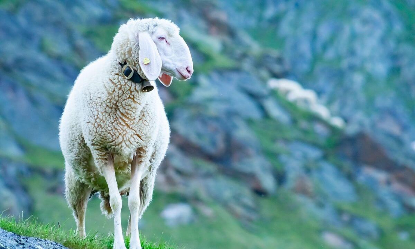 Tiroler Bergschaf Tiroler Bergschaf