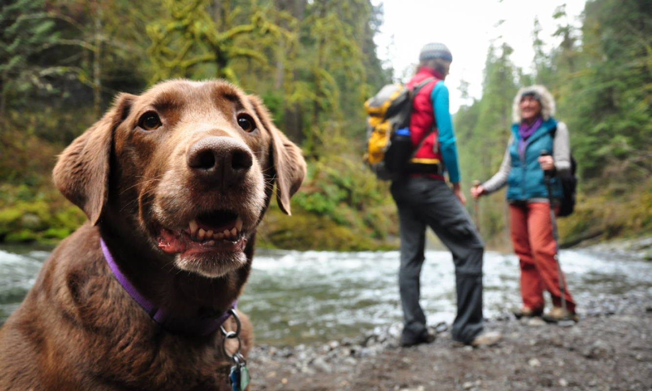 Wandern mit Hund Wandern mit Hund