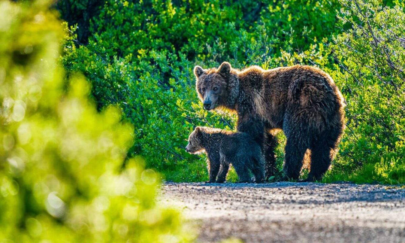 Wildtiere in den Bergen Wildtiere in den Bergen