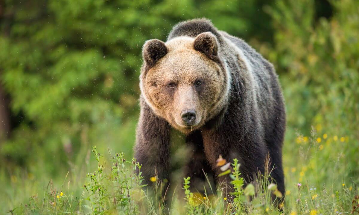 Bär in der Hohen Tatra Bär in der Hohen Tatra