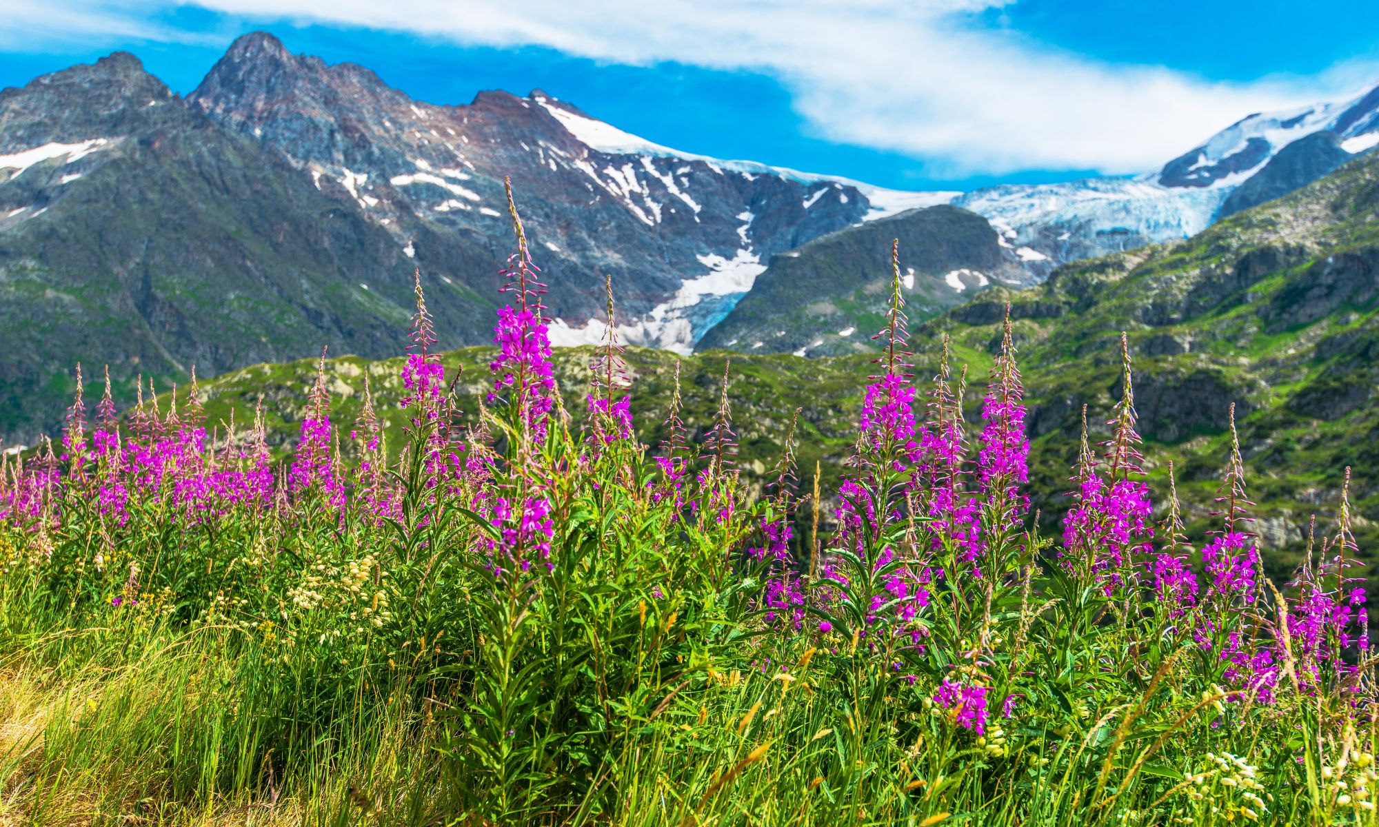 Blumen in den Alpen Blumen in den Alpen